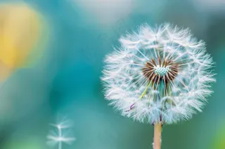蒲公英白色摄影图