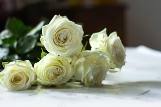 玫瑰花鲜花花朵摄影图