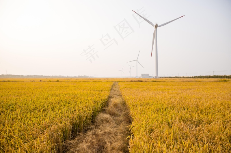 稻田稻穗图片