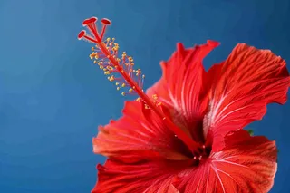 芙蓉花鲜花摄影图