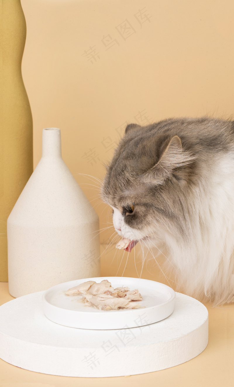 可爱猫咪摄影