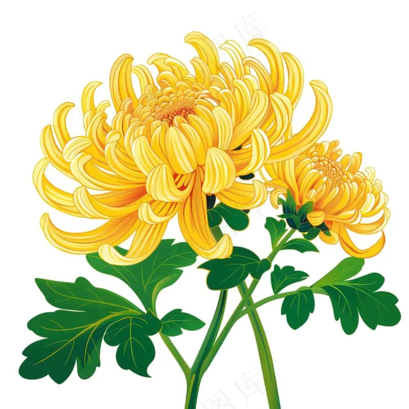 菊花黄菊盛开植物插画免抠(1024x1024)