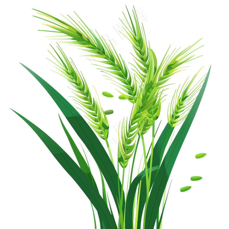 绿色小麦麦穗芒种小满卡通插画免抠