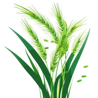 绿色小麦麦穗芒种小满卡通插画免抠
