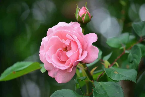 月季花鲜花摄影图 月季花鲜花摄影图