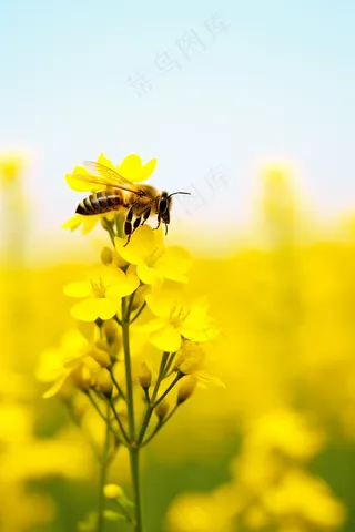 春天黄花蜜蜂采蜜油菜花摄影图