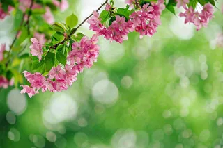 立春粉色花朵树枝绿意绿色背景春分惊蛰摄影图