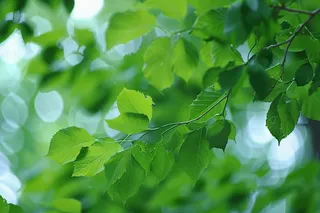 夏日树枝绿叶阳光摄影图