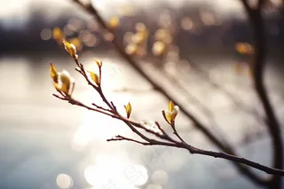 春天万物复苏树枝抽新芽摄影图