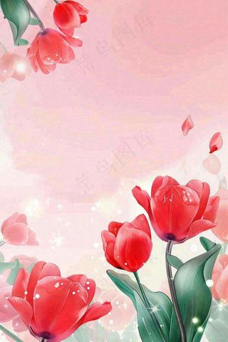 红色郁金香粉色背景浪漫七夕情人节插画背景