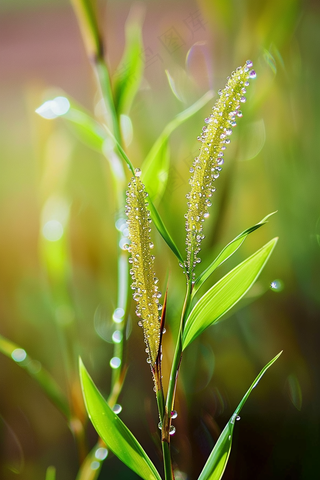 春天梅雨季的植物雨水露珠摄影图