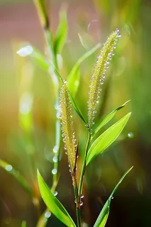春天梅雨季的植物雨水露珠摄影图 春天梅雨季的植物雨水露珠摄影图