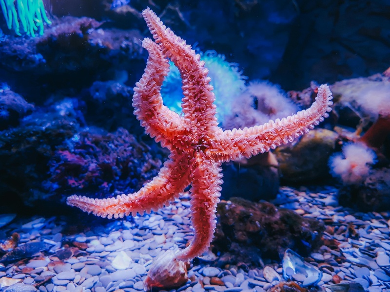 粉色的星海