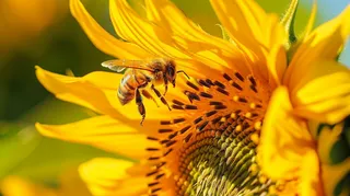 向日葵向阳鲜花摄影图