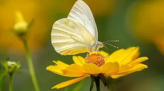 蝴蝶春天花丛蝶恋花摄影图
