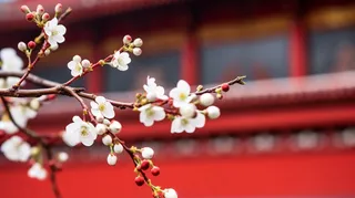 春天盛开的梨花李子花春分摄影图