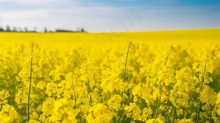 春天油菜花田黄色花雨水节气摄影图
