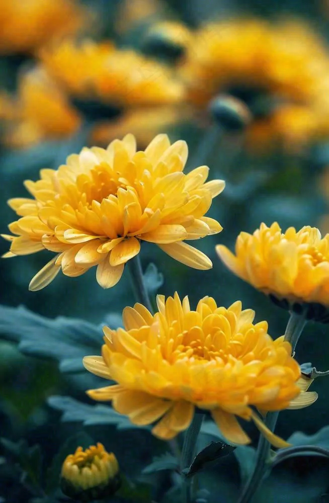 秋天金菊菊花植物立秋秋分重阳摄影图(880x1344)