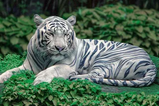 白虎动物园里趴着休息的老虎摄影图
