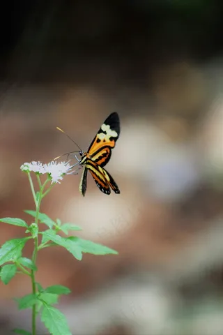 静谧森林中的彩蝶翩翩起舞