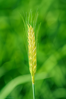 绿色小麦麦穗小满芒种摄影图