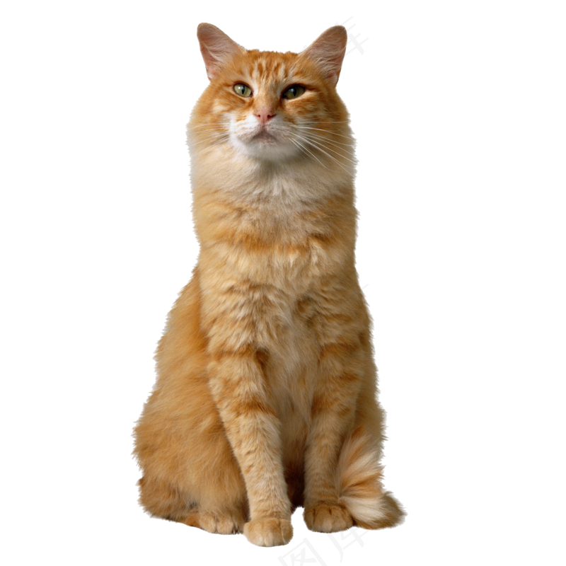 坐着的白咖色猫咪