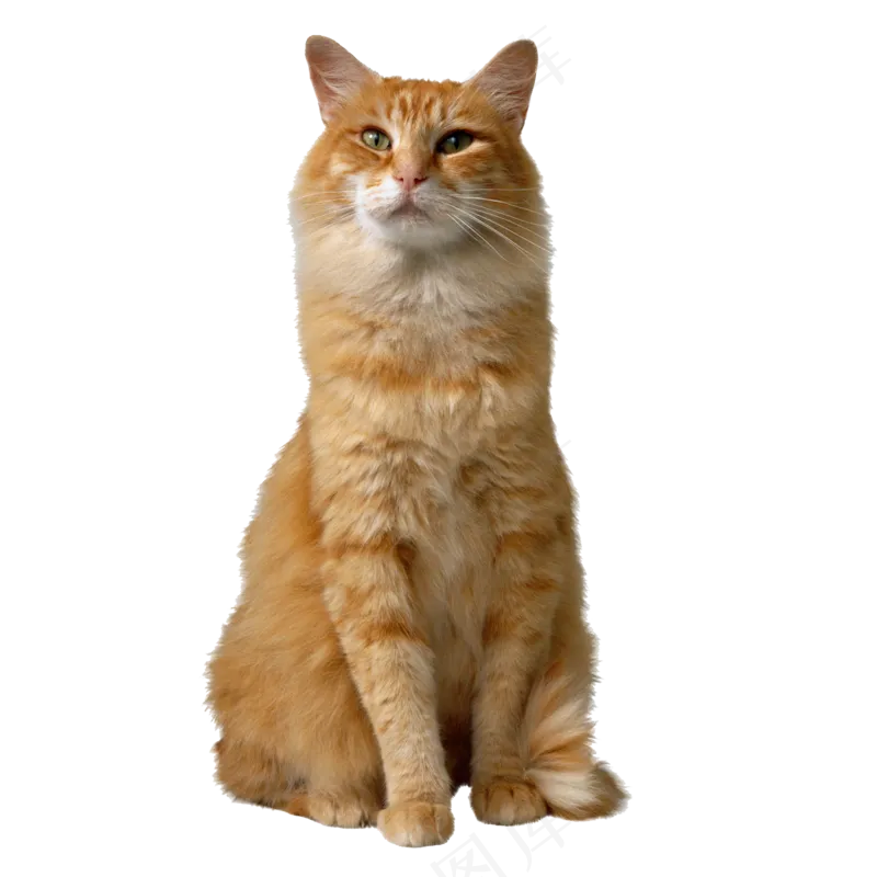 坐着的白咖色猫咪