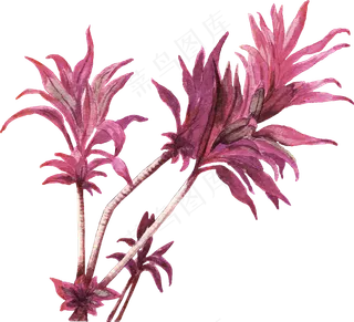 手绘植物免扣素材