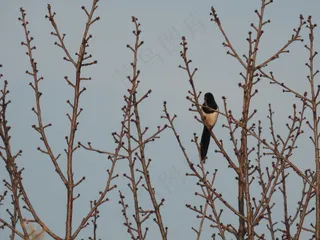 户外喜鹊鸟类生物