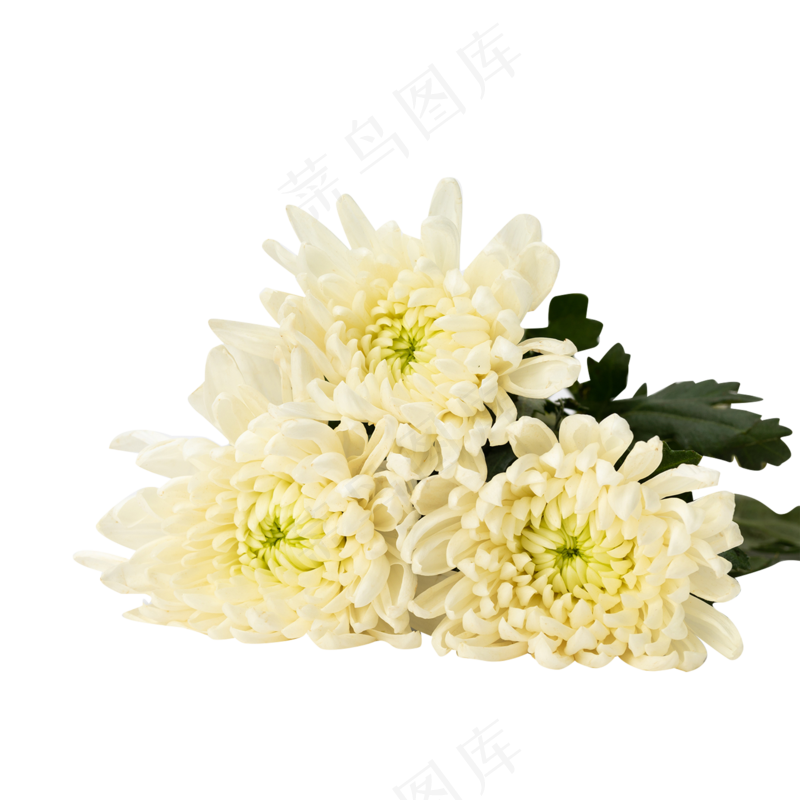 清明节菊花静物白菊花