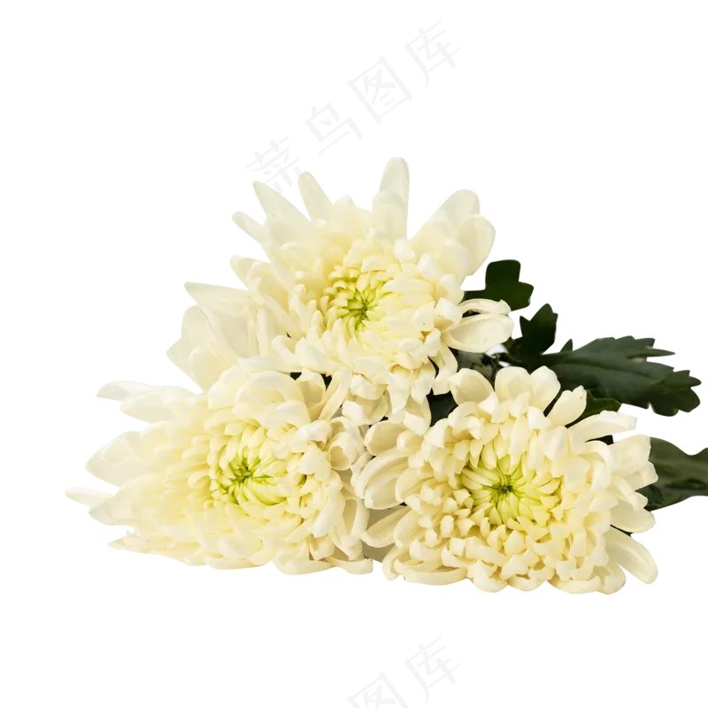 清明节菊花静物白菊花