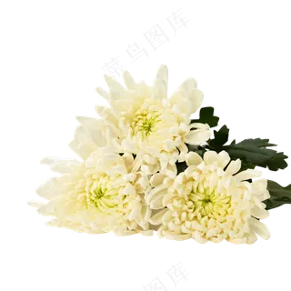 清明节菊花静物白菊花