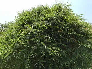 户外竹林竹子
