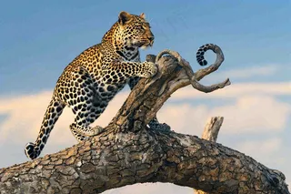 猎豹树干树枝上保护动物摄影图