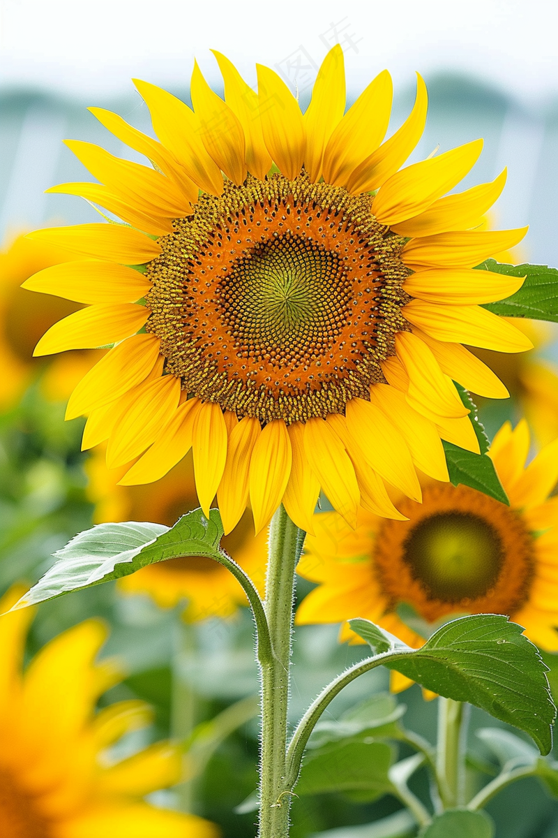向日葵向阳鲜花摄影图(2688x4032)