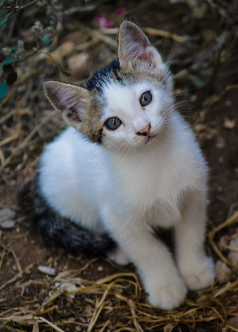 猫咪小猫动物