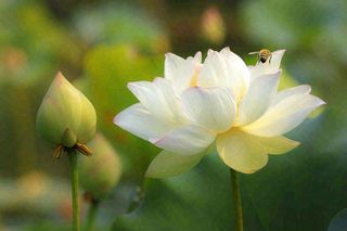 夏日池塘白荷花荷叶蜜蜂采蜜夏至大暑小暑处暑摄影图