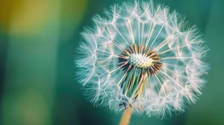 蒲公英飘零摄影图