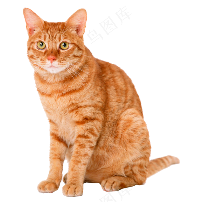 坐着的橘黄色小猫