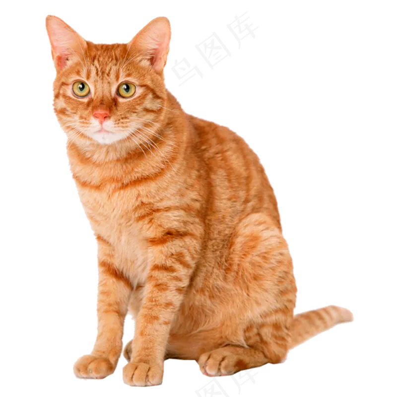 坐着的橘黄色小猫