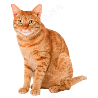 坐着的橘黄色小猫