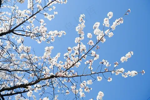 春日樱花花朵摄影图