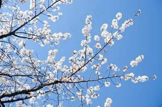 春日樱花花朵摄影图