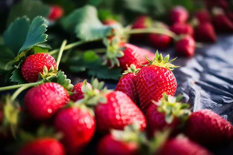 草莓水果摄影图