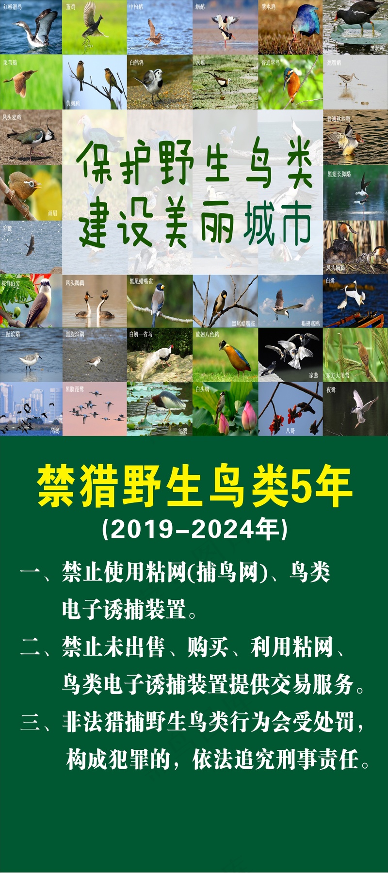 保护野生鸟类展架1cdr矢量模版下载