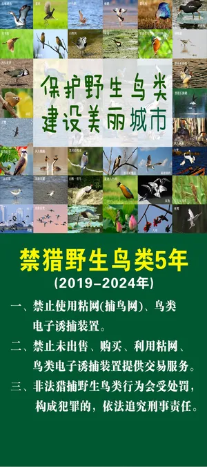 保护野生鸟类展架1