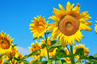 向日葵向阳鲜花摄影图