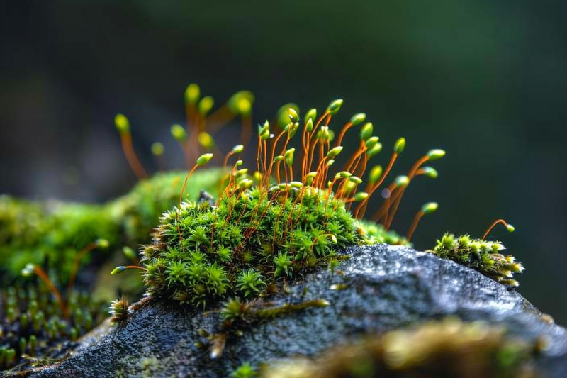 苔藓石壁上生长的苔藓春天摄影图(4032x2688)
