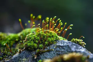 苔藓石壁上生长的苔藓春天摄影图