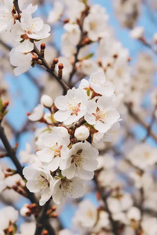 春天立春李子花白梅花梨花摄影图